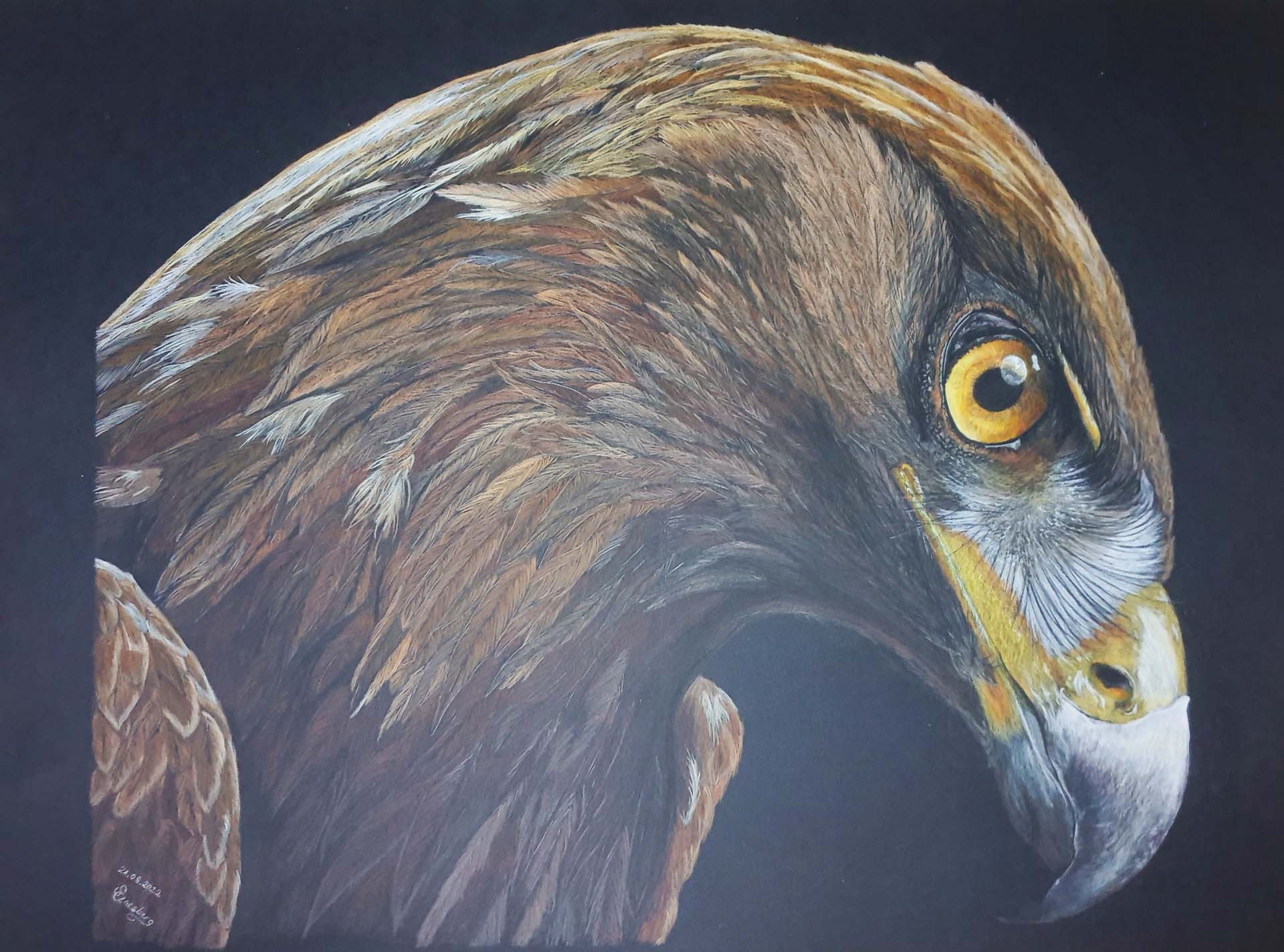 Steinadler