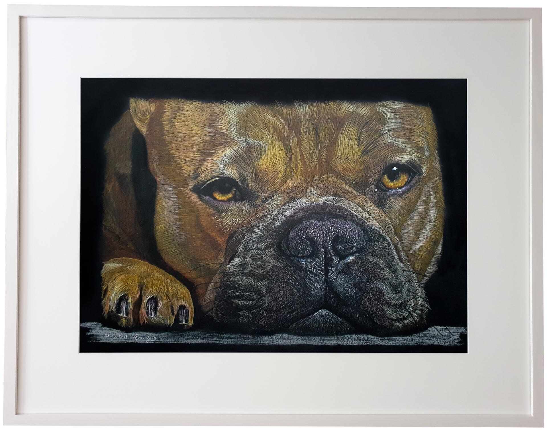 Französische Bulldogge